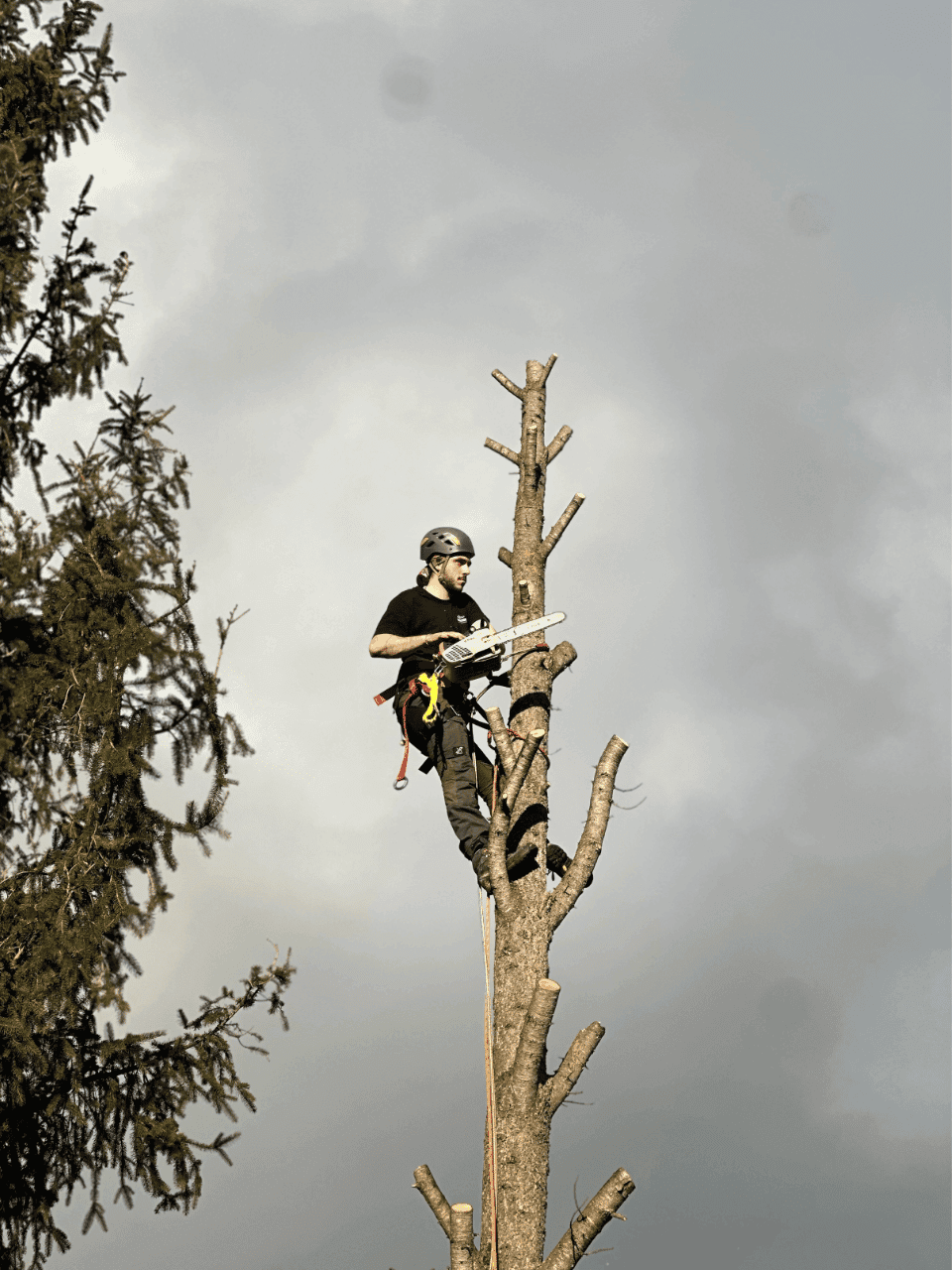 Equip de Santa Poda podant un pi alt