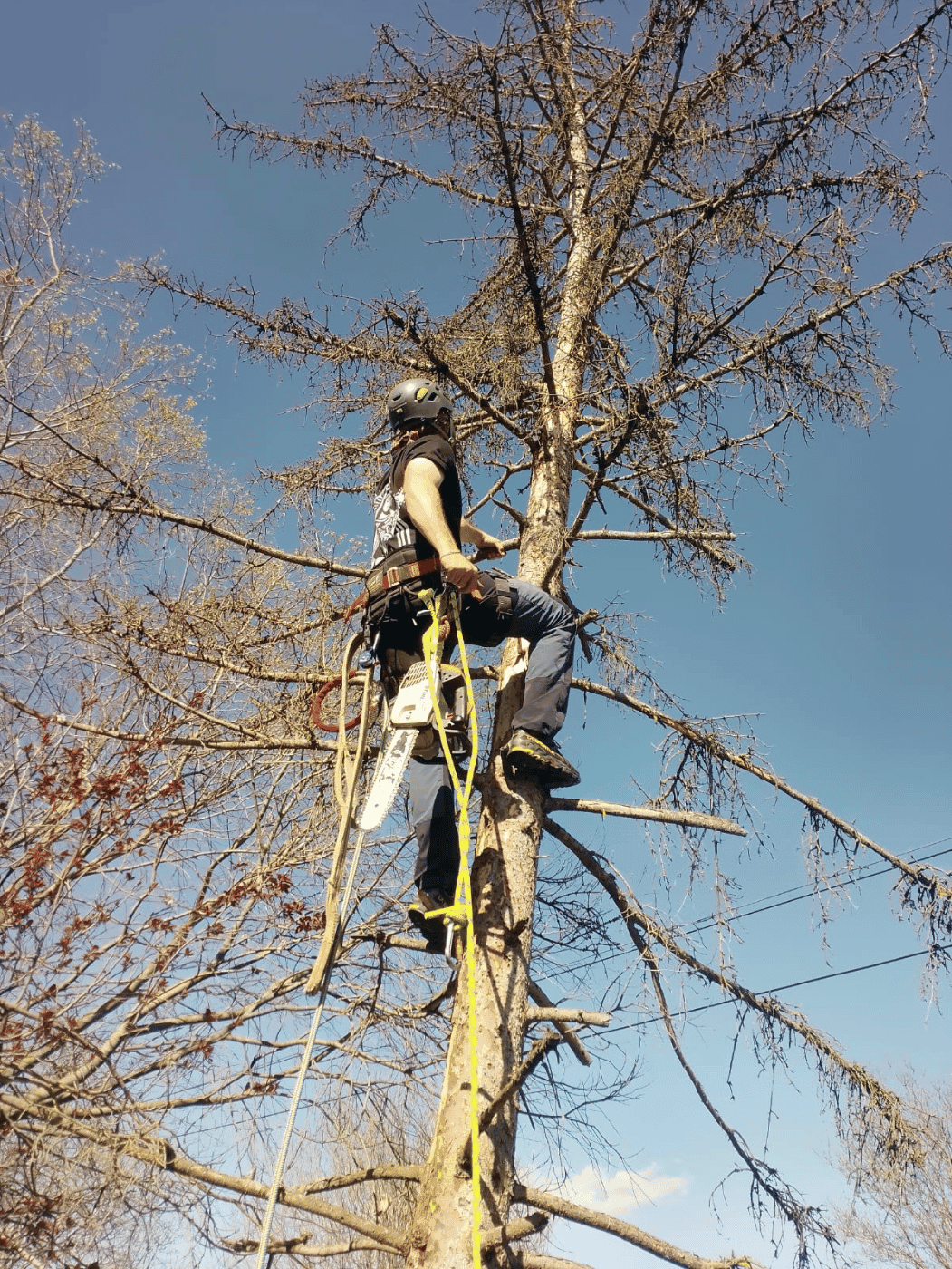 Abattage d'arbres contrôlé